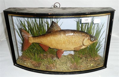 Lot 120 - A Cooper Roach, preserved and mounted amidst reeds and grasses, in a bow front case with verre...