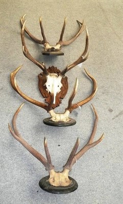 Lot 140 - Four Red Deer Antlers, on wooden shields