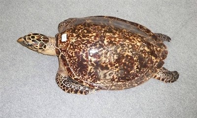 Lot 141 - Hawksbill Turtle (Eretmochelys imbricata), circa 1960, full mount, 76cm long  CITES Appendix I...