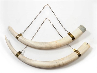 Lot 142 - African Elephant (Loxodonta Africana), Zambia, pair of tusks, right tusk longest length 180cm, left