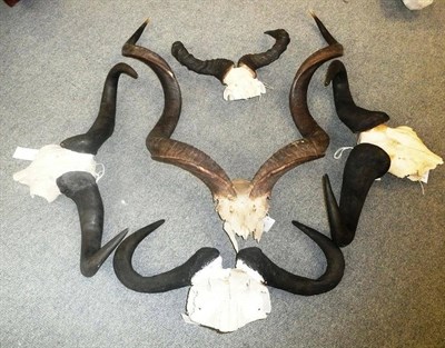 Lot 146 - Greater Kudu (Tragelaphus strepsiceros), horns on cut skull; Three Wildebeest Horns, on part...