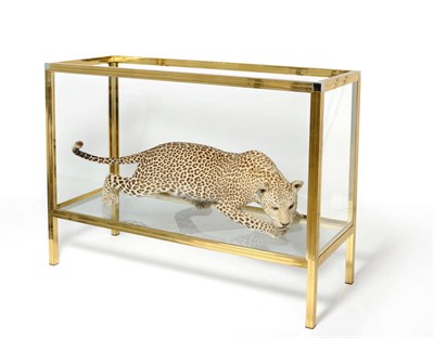 Lot 147 - Leopard (Panthera pardus), Botswana, full mount, in stalking pose, contained in silvered and...