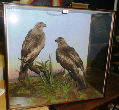 Lot 148 - Booted Eagle (Hieractus pennatus), The Rocina, Southern Spain, 12.4.1910, male and female full...