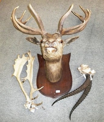 Lot 150 - A Stag's Head with Thirteen Point Antlers, mounted on oak plaque; A Pair of Fallow Deer...