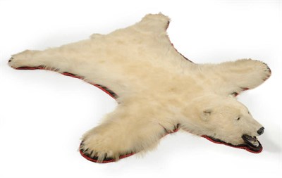 Lot 152 - Polar Bear (Ursus arctos), circa 1960, rug with head mount, backed onto felt and striped...