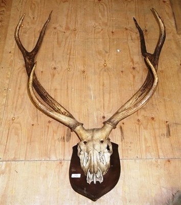 Lot 153 - Sambar (Rusa unicolor), circa 1910, antlers on part upper skull, 6 points, right antler 102cm, left