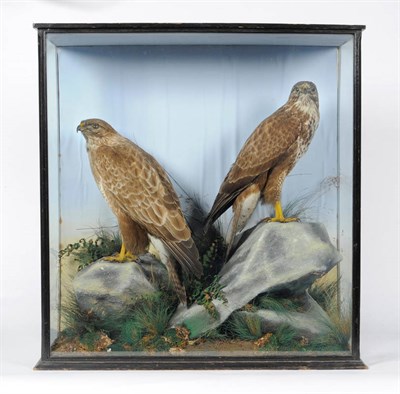 Lot 155 - Booted Eagle (Aquila pennata), circa 1900, Macleay Taxidermist, Inverness, male and female full...