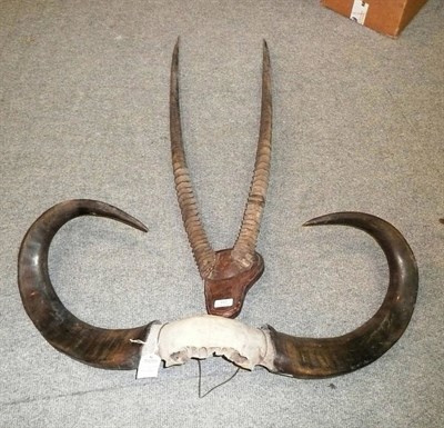 Lot 157 - Oryx Horns, on frontlet and wood shield; Buffalo Horns, on cut frontlet.(2)