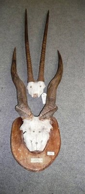 Lot 158 - Cape Eland (Taurotragus oryx), Tanganyika, 21st July 1933, horns on frontlet, right horn 56cm, left