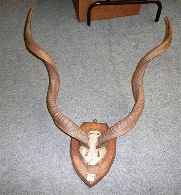 Lot 159 - Greater Kudu (Tragelaphus strepsiceros), Somaliland, 1929, horns on cut frontlet, right horn 106cm