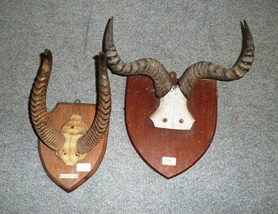 Lot 160 - Gerenuk (Litocranius walleri), Somaliland, 1929, horns on frontlet, right horn 33.5cm, left 34.5cm