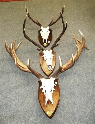 Lot 163 - Red Deer (Cervus elaphus hippelaphus), Woburn, 27.11.07, antlers on frontlet, 15 points, right...