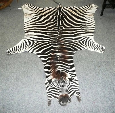 Lot 164 - Plains Zebra (Equus quagga), skin rug, 260cm nose to tail tip, limbs truncated