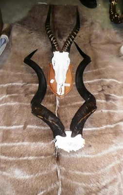 Lot 165 - Lesser Kudu (Tragelaphus imberbis), horns on cut upper skull, on wood shield; Blesbok...