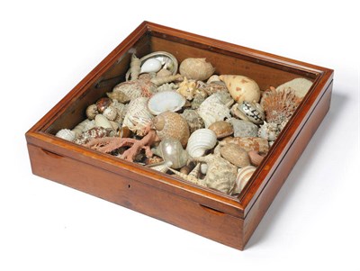 Lot 166 - A Victorian Mahogany Glazed Cabinet Containing a Collection of South Sea Shells, circa 1870,...