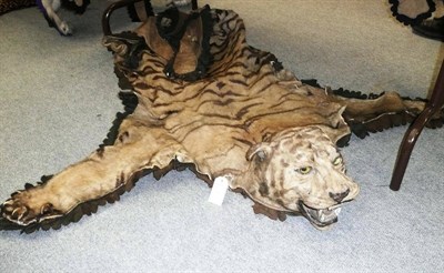 Lot 168 - Tiger (Panthera tigris), circa 1910, rug with head mount, backed with brown felt and cloth,...