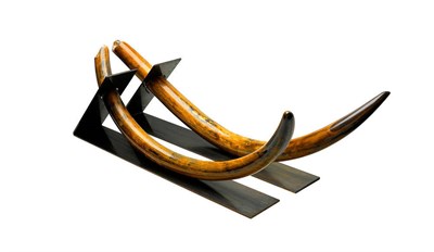 Lot 172 - A Fine and Rare Pair of Woolly Mammoth Tusks, from the same mammoth, tusk one 42.5cm high inclusive