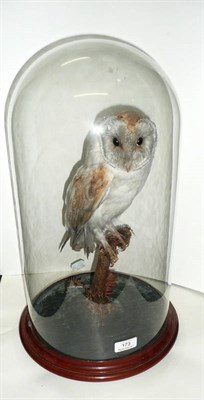 Lot 173 - Barn Owl (Tyto alba), circa 1880, full mount, perched on a lichen encrusted branch end, beneath...