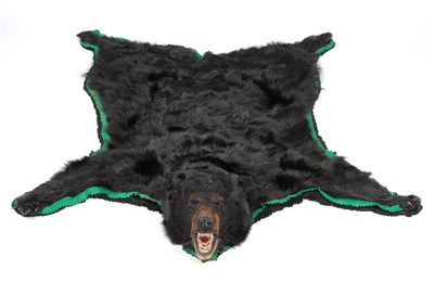 Lot 175 - Black Bear (Ursus americanus), circa 1960, skin rug with head mount, the head with open jaw, backed