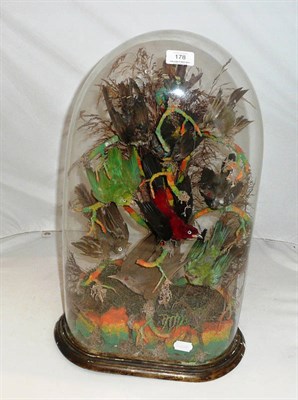 Lot 178 - A Victorian Taxidermy Display of Nine Exotic Birds, mounted on branches, amidst grasses, under...