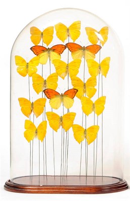 Lot 179 - A Glass Domed Case of Sixteen Yellow Foreign Butterflies, modern, 50cm high