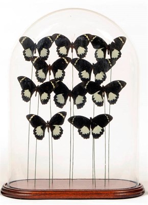 Lot 180 - A Glass Domed Case of Ten Black Foreign Butterflies, modern, 50cm high