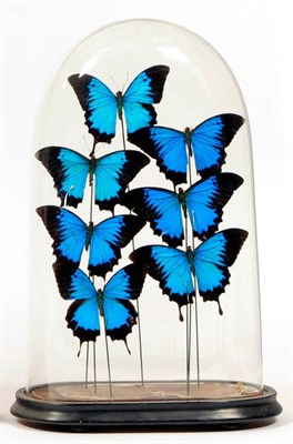 Lot 181 - A Glass Domed Case of Seven Blue Foreign Butterflies, modern, 40cm high