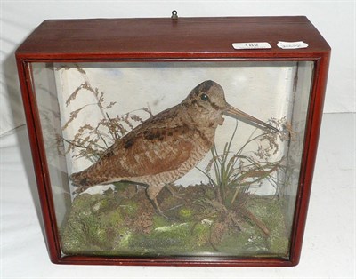 Lot 182 - A Cased Woodcock, preserved and mounted in a naturalistic setting, with painted backdrop, 29cm...