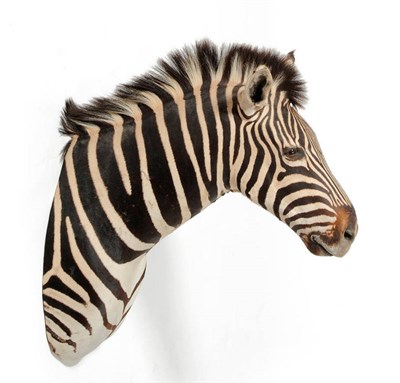 Lot 185 - Plains Zebra (Equus quagga), modern, shoulder mount, turning slightly to the right