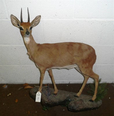 Lot 189 - Steenbok (Raphicerus campestris),full mount, standing and turning to the left, 66cm high, on...