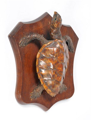 Lot 191 - Hawksbill Turtle (Eretmochelys imbricata), circa 1900, full mount on mahogany plaque, 29cm...