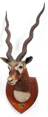 Lot 202 - Blackbuck (Antilope cervicapra), Van Ingen & Van Ingen, Mysore, circa 1924, head mount, turning...