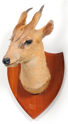 Lot 203 - Indian Muntjac (Muntiacus muntjak), Van Ingen, Mysore, circa 1930, head mount, turning to the...