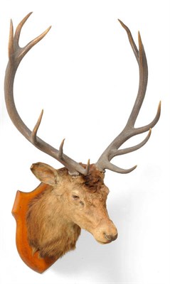 Lot 204 - Red Deer (Cervus elaphus hippelaphus), circa 1920, head mount, 11 points, right antler 83.5cm, left