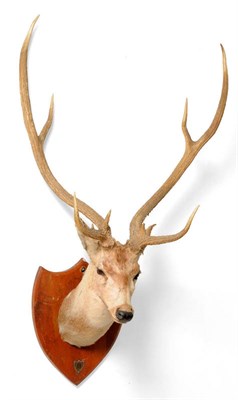 Lot 205 - Chital or Axis Deer (Axis axis), Van Ingen & Van Ingen, Mysore, circa 1926, head mount, 8...