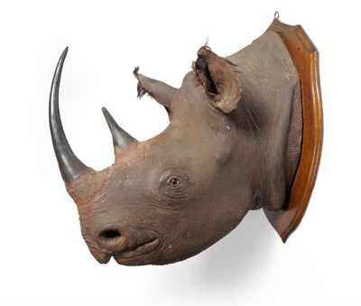 Lot 210 - Black Rhinoceros (Diceros bicornis), Tanganyika 1933, by Rowland Ward, head mount, anterior...