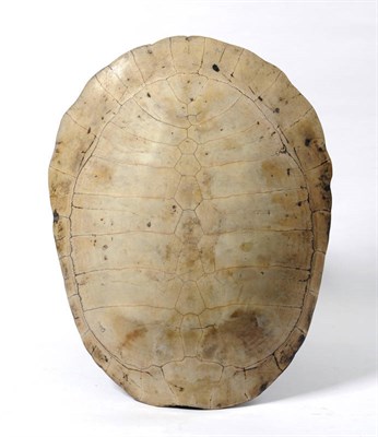 Lot 220 - Loggerhead Turtle (Caretta caretta), late 18th or early 19th century, carapace, the interior...