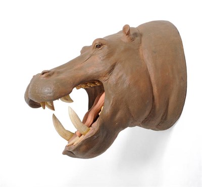 Lot 224 - Hippopotamus, a fibreglass reproduction head mount, 100cm from the wall