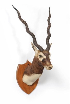 Lot 225 - Blackbuck (Antilope cervicapra), Van Ingen & Van Ingen, Mysore, circa 1920-30, head mount,...