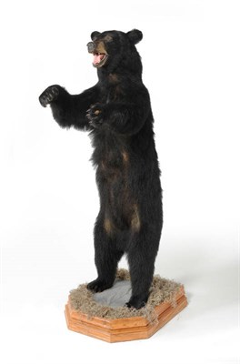 Lot 228 - Canadian Black Bear (Ursus americanus), circa 1985, full mount, with jaw agape and with front limbs