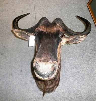 Lot 236 - Brindled Gnu (Connochaetes taurinus), early 20th century, head mount, 62cm from the wall