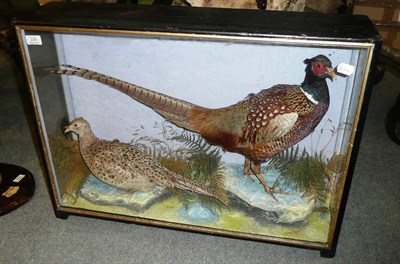 Lot 239 - A Taxidermy Cock and Hen Pheasant, attributed to Hutchings of Aberystwyth, early 20th century, each