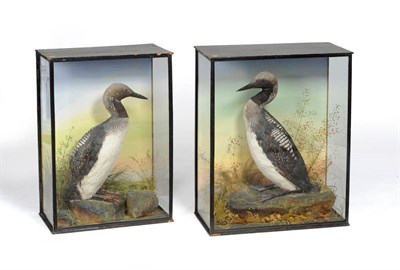 Lot 240 - Black Throated Diver (Gavia arctica), attributed to Hutchings of Aberystwyth, full mount,...