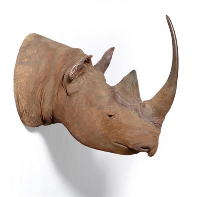 Lot 242 - Black Rhinoceros (Diceros bicornis), circa 1920-30, head mount, anterior horn longest curve...