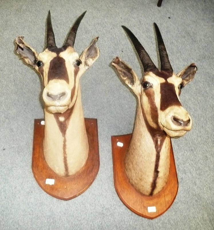 Lot 244 - Gemsbok Oryx (Oryx gazella), circa 1920, two head mounts