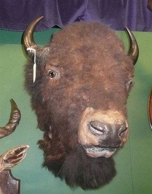 Lot 246 - Bison (Bison bison), circa 1920, head mount, tip to tip 42.5cm