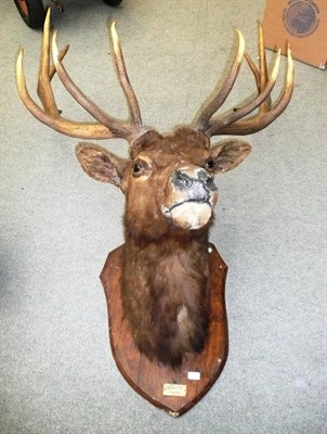 Lot 247 - Wapiti (Cervus canadensis), Canada, circa 1910, shoulder mount, 12 points, right antler 98cm,...