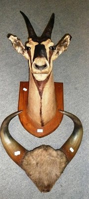 Lot 248 - Gemsbok Oryx (Oryx gazella), circa 1920, shoulder mount; and  Gaur (Bos gaurus), horns on...