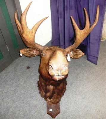 Lot 251 - Moose (Alces alces), Canada, circa 1920, head mount, 21 points, right antler 79cm, left antler...