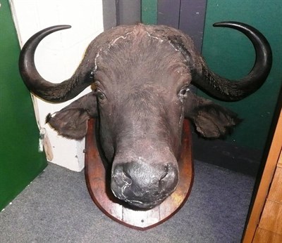 Lot 252 - Cape Buffalo (Synceros caffer caffer), circa 1920, head mount, broadest span 96cm, tip to tip...